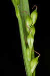 Manhart's sedge